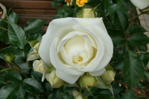 CELEBRATE GOOD TIMES (floribunda)